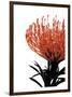 Orange Protea 1-Jenny Kraft-Framed Giclee Print