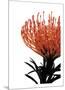 Orange Protea 1-Jenny Kraft-Mounted Giclee Print