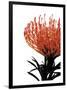 Orange Protea 1-Jenny Kraft-Framed Giclee Print