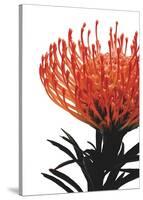 Orange Protea 1-Jenny Kraft-Stretched Canvas