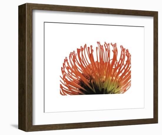 Orange Protea 2-Jenny Kraft-Framed Art Print