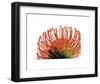 Orange Protea 2-Jenny Kraft-Framed Art Print