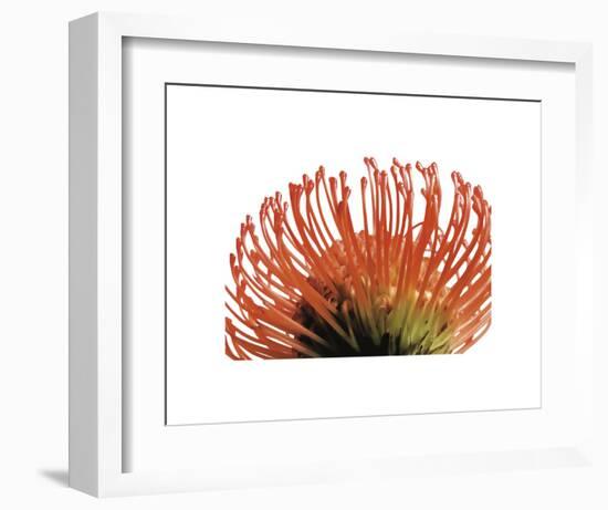 Orange Protea 2-Jenny Kraft-Framed Art Print