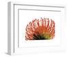 Orange Protea 2-Jenny Kraft-Framed Art Print