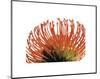 Orange Protea 2-Jenny Kraft-Mounted Art Print