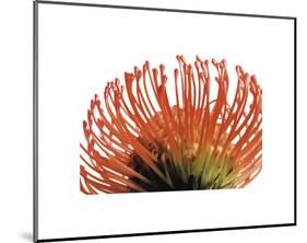 Orange Protea 2-Jenny Kraft-Mounted Art Print