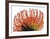 Orange Protea 2-Jenny Kraft-Framed Art Print