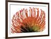 Orange Protea 2-Jenny Kraft-Framed Art Print