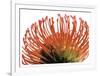 Orange Protea 2-Jenny Kraft-Framed Art Print