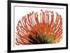 Orange Protea 2-Jenny Kraft-Framed Art Print