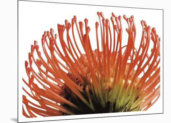 Orange Protea 2-Jenny Kraft-Mounted Art Print