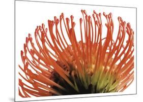 Orange Protea 2-Jenny Kraft-Mounted Art Print