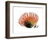 Orange Protea 3-Jenny Kraft-Framed Art Print