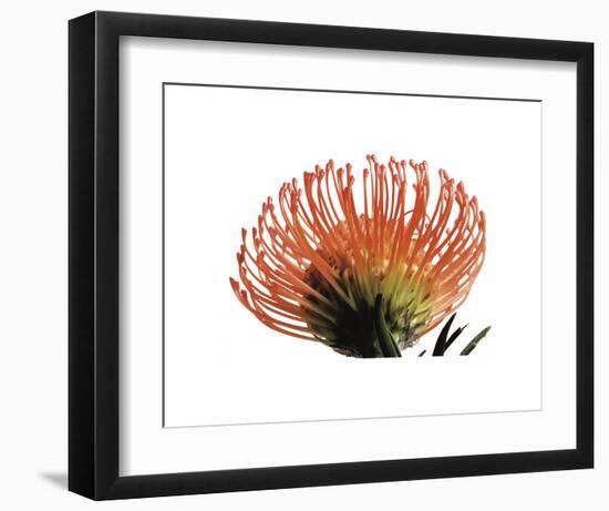 Orange Protea 3-Jenny Kraft-Framed Art Print