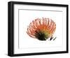 Orange Protea 3-Jenny Kraft-Framed Art Print