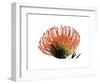 Orange Protea 3-Jenny Kraft-Framed Art Print