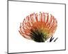 Orange Protea 3-Jenny Kraft-Mounted Art Print