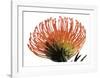 Orange Protea 3-Jenny Kraft-Framed Art Print