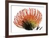 Orange Protea 3-Jenny Kraft-Framed Art Print