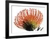 Orange Protea 3-Jenny Kraft-Framed Art Print