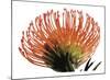 Orange Protea 3-Jenny Kraft-Mounted Art Print