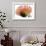 Orange Protea 3-Jenny Kraft-Framed Art Print displayed on a wall