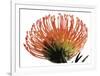 Orange Protea 3-Jenny Kraft-Framed Art Print