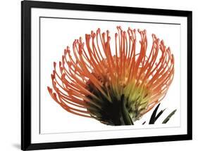 Orange Protea 3-Jenny Kraft-Framed Art Print