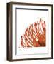 Orange Protea 4 (detail)-Jenny Kraft-Framed Art Print