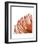 Orange Protea 4 (detail)-Jenny Kraft-Framed Art Print