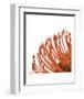 Orange Protea 4 (detail)-Jenny Kraft-Framed Art Print