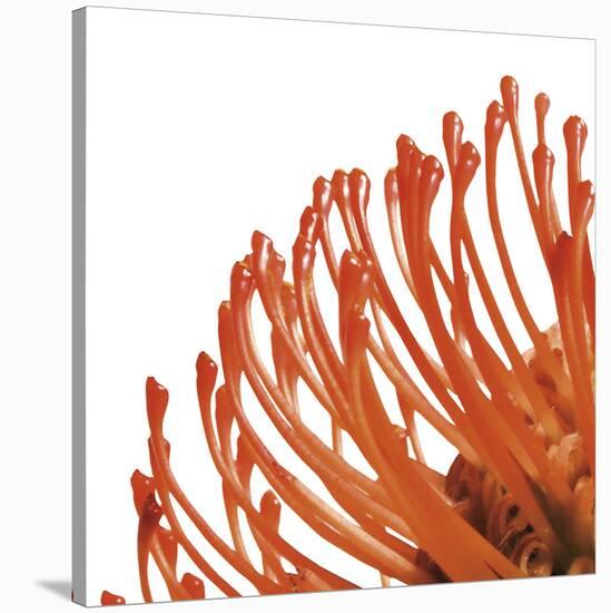 Orange Protea 4 (detail)-Jenny Kraft-Stretched Canvas