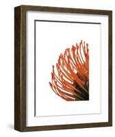 Orange Protea 4-Jenny Kraft-Framed Art Print