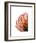 Orange Protea 4-Jenny Kraft-Framed Art Print