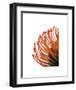 Orange Protea 4-Jenny Kraft-Framed Art Print