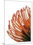 Orange Protea 4-Jenny Kraft-Mounted Giclee Print