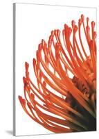 Orange Protea 4-Jenny Kraft-Stretched Canvas