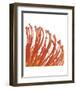 Orange Protea 5 (detail)-Jenny Kraft-Framed Art Print