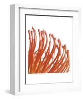Orange Protea 5 (detail)-Jenny Kraft-Framed Art Print