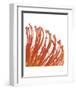 Orange Protea 5 (detail)-Jenny Kraft-Framed Art Print