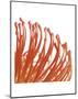 Orange Protea 5 (detail)-Jenny Kraft-Mounted Art Print