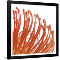 Orange Protea 5 (detail)-Jenny Kraft-Framed Art Print