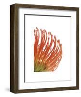 Orange Protea 5-Jenny Kraft-Framed Art Print