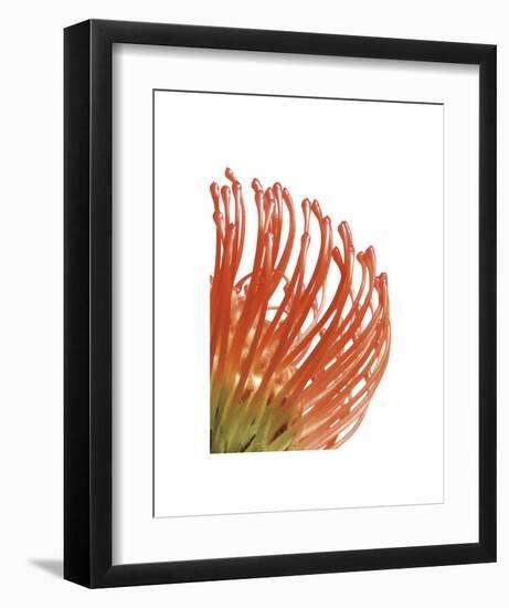 Orange Protea 5-Jenny Kraft-Framed Art Print