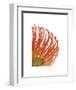 Orange Protea 5-Jenny Kraft-Framed Art Print