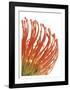 Orange Protea 5-Jenny Kraft-Framed Art Print