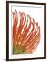 Orange Protea 5-Jenny Kraft-Framed Art Print