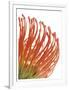 Orange Protea 5-Jenny Kraft-Framed Art Print