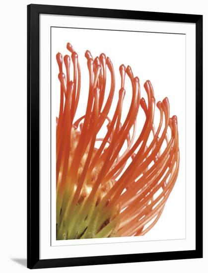 Orange Protea 5-Jenny Kraft-Framed Art Print