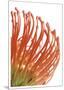 Orange Protea 5-Jenny Kraft-Mounted Art Print